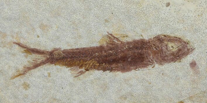 Knightia Fossil Fish - Wyoming #67364
